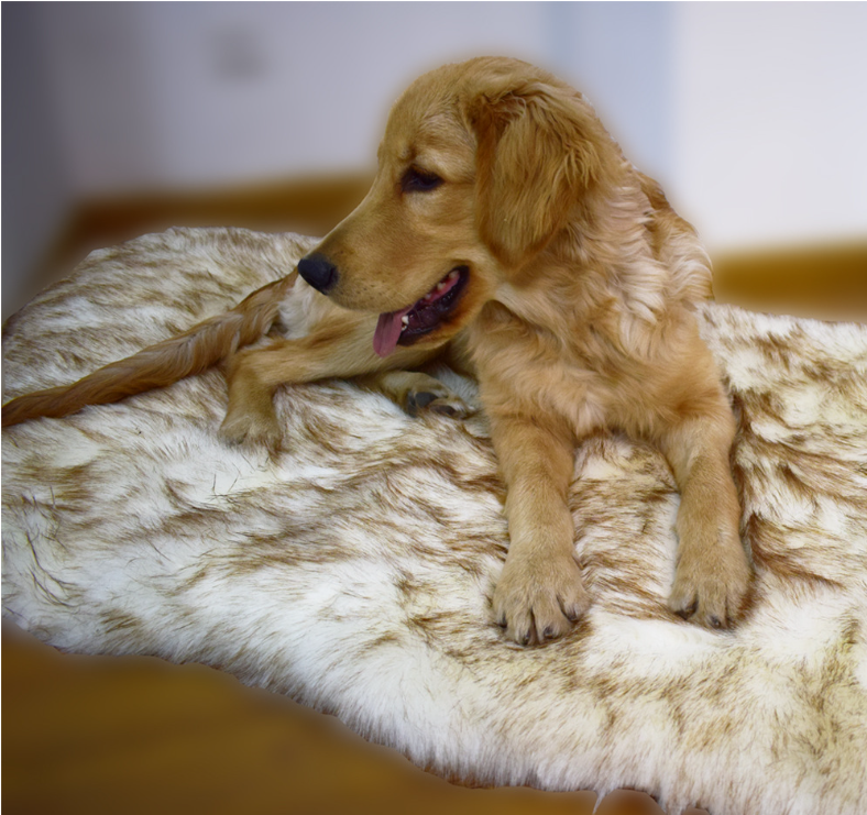 faux fur orthopedic dog bed