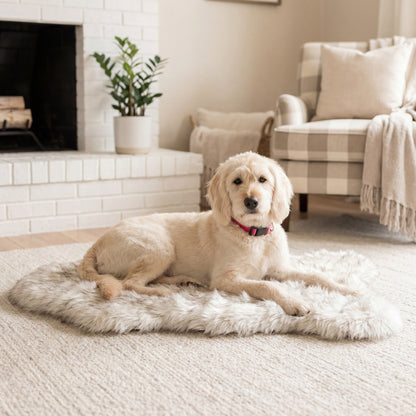 orthopedic dog bed